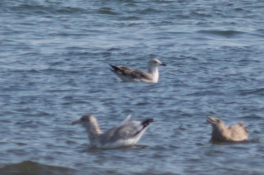 Lesser Black-backed Gull - ML644937120