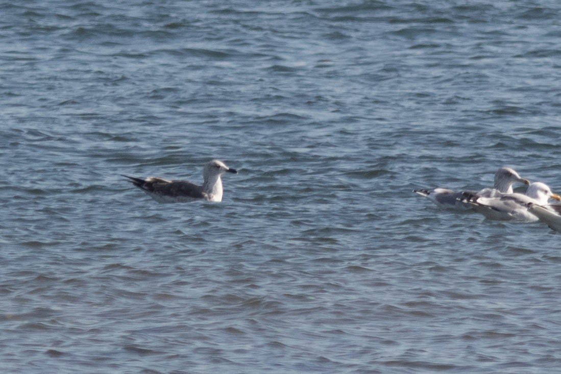 Lesser Black-backed Gull - ML644937121