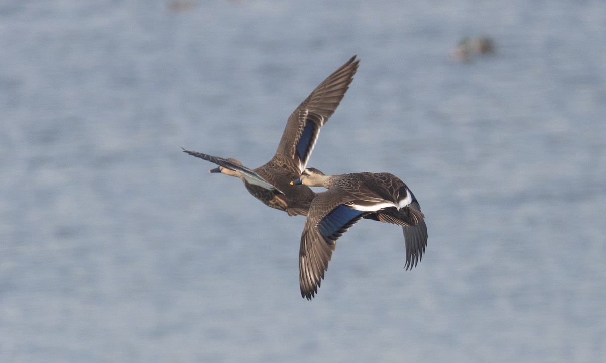 Eastern Spot-billed Duck - ML644937134