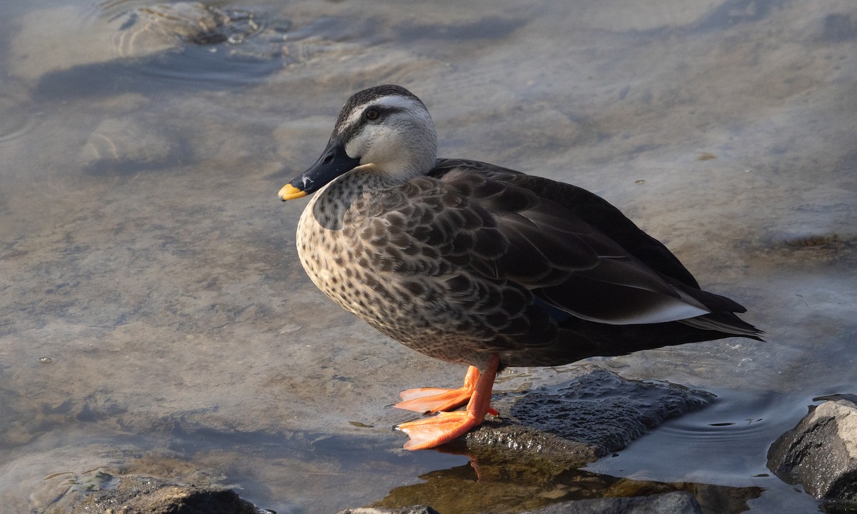 Eastern Spot-billed Duck - ML644937135