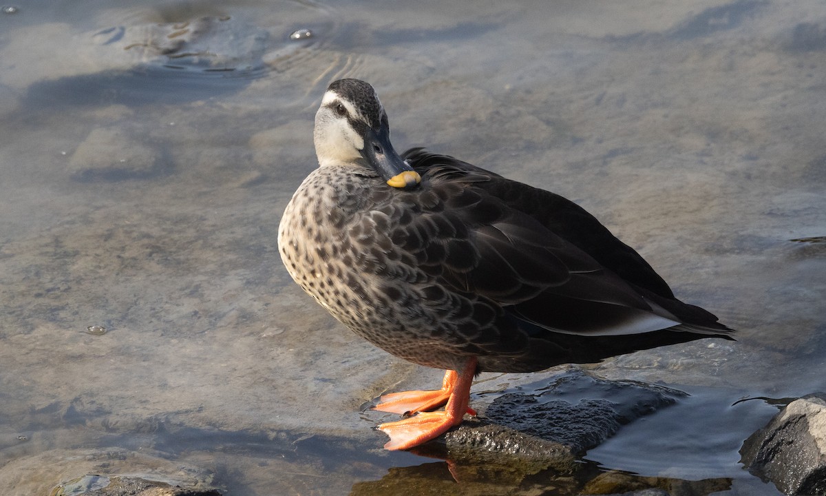 Eastern Spot-billed Duck - ML644937136