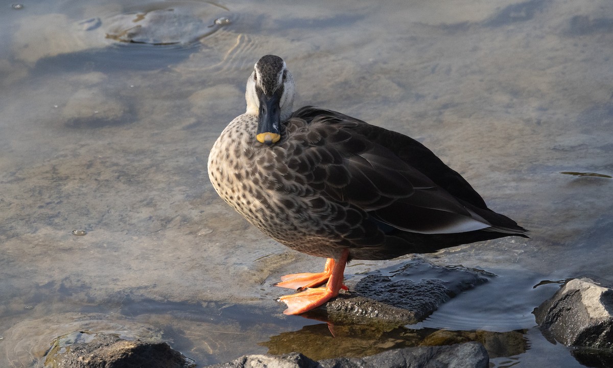 Eastern Spot-billed Duck - ML644937137