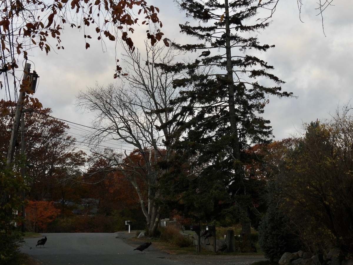 Wild Turkey - ML644937143