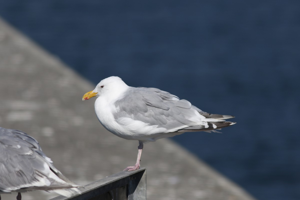 Western x Glaucous-winged Gull (hybrid) - ML644937144