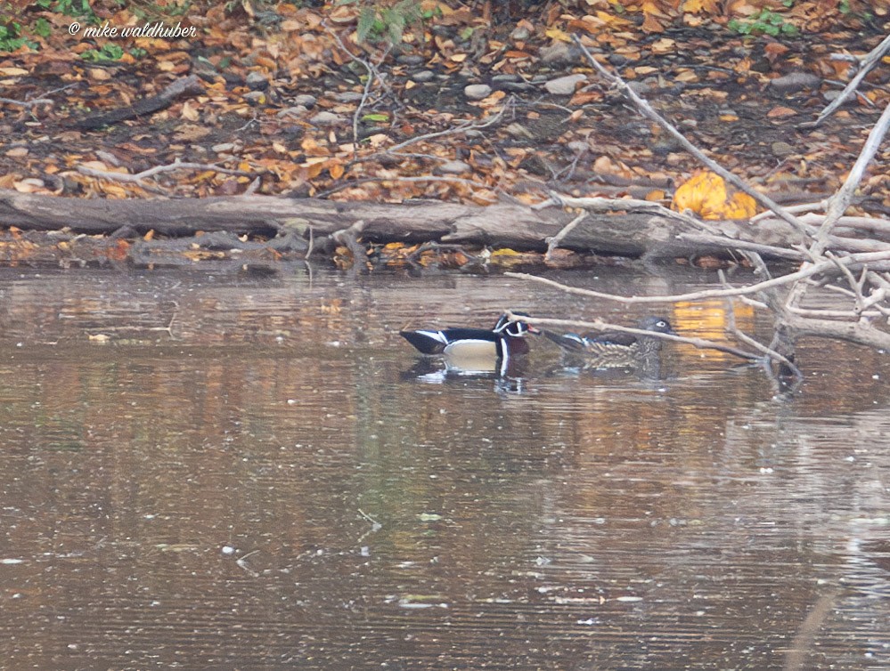 Wood Duck - ML644937148