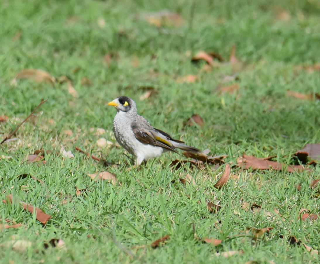 Noisy Miner - ML644937149