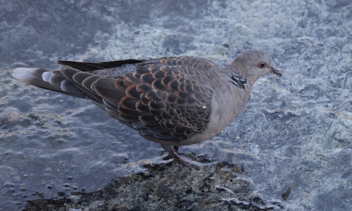 Oriental Turtle-Dove - ML644937152