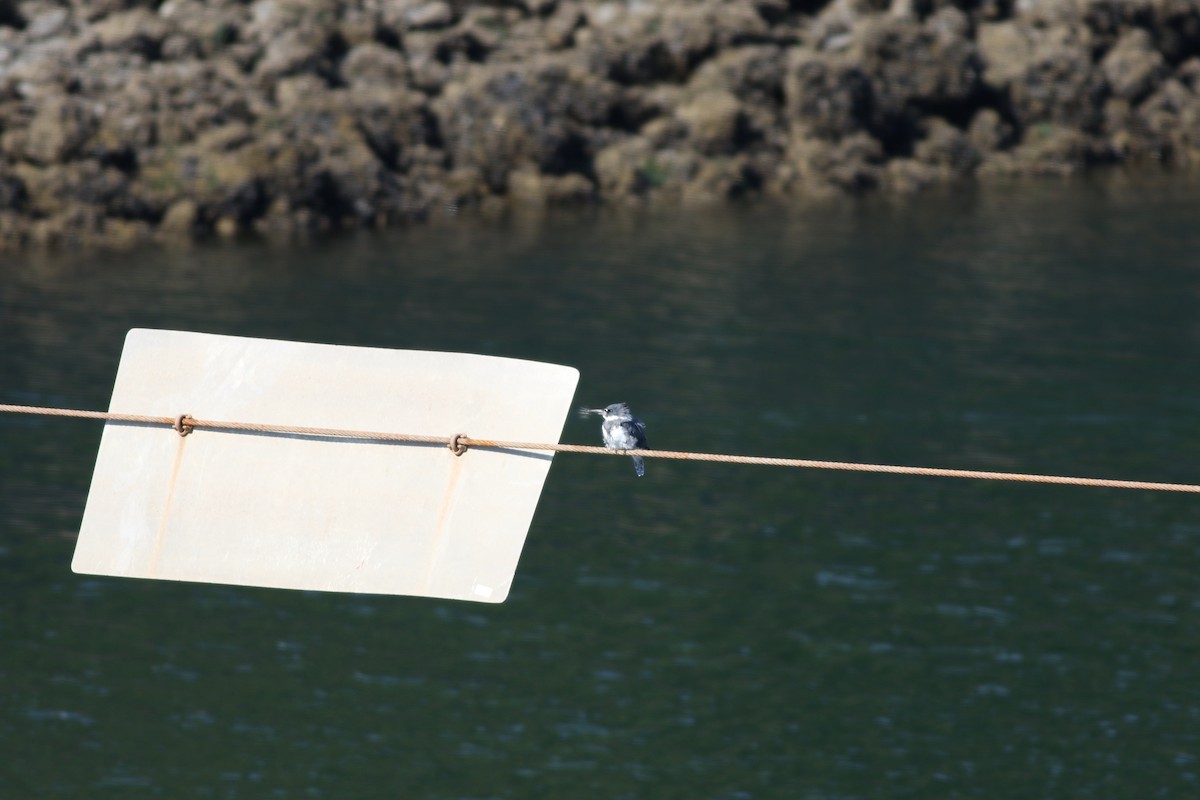 Belted Kingfisher - ML644937153