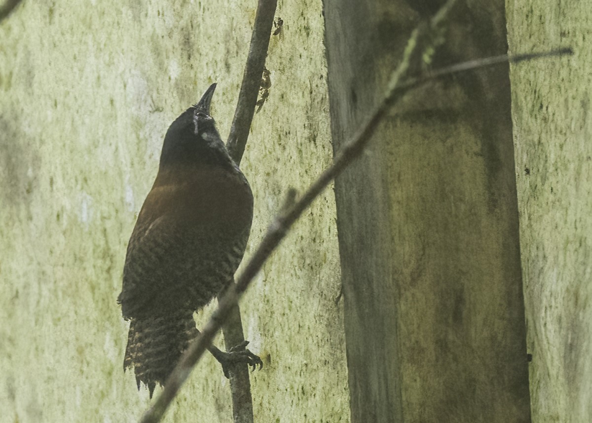 Bay Wren - ML644937155