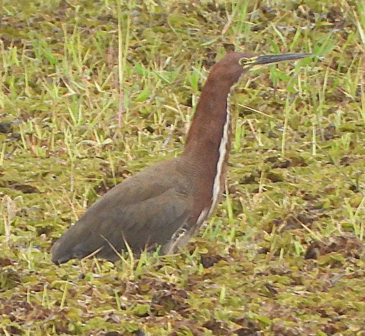 Rufescent Tiger-Heron - ML644937157