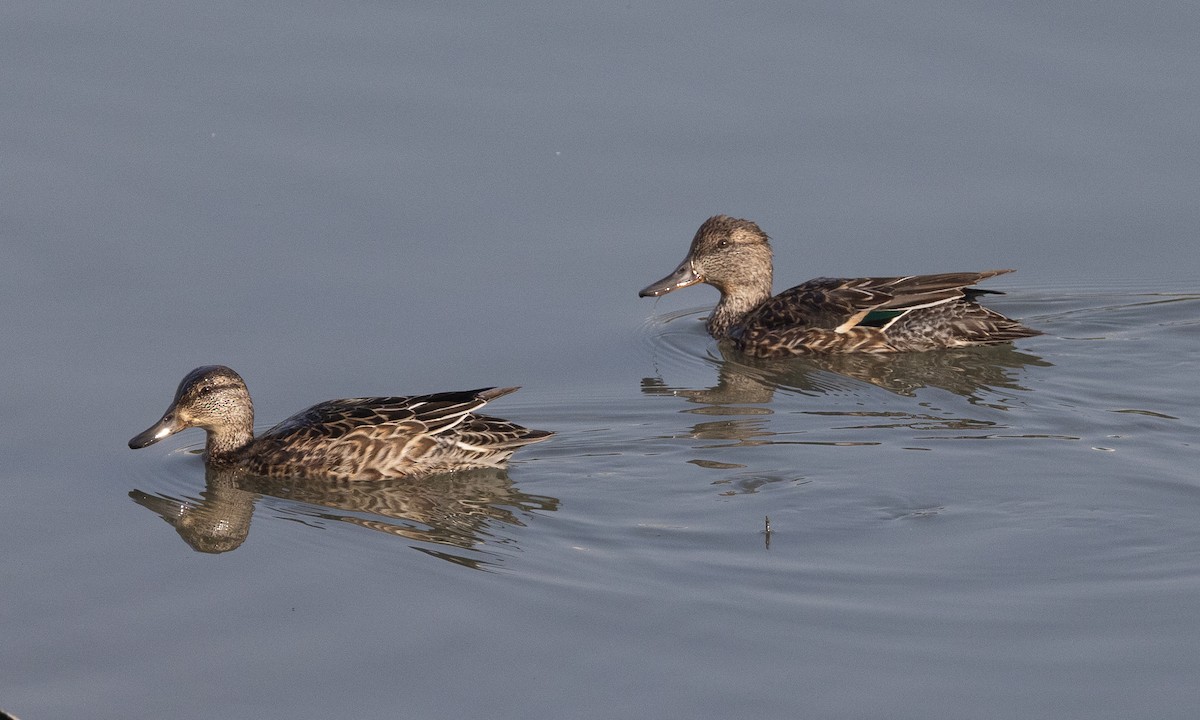 Green-winged Teal - ML644937165