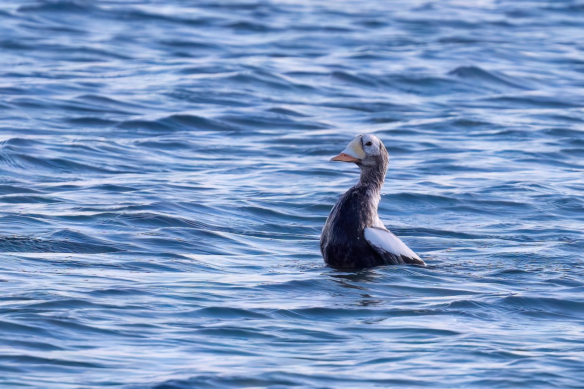 Spectacled Eider - ML644937168