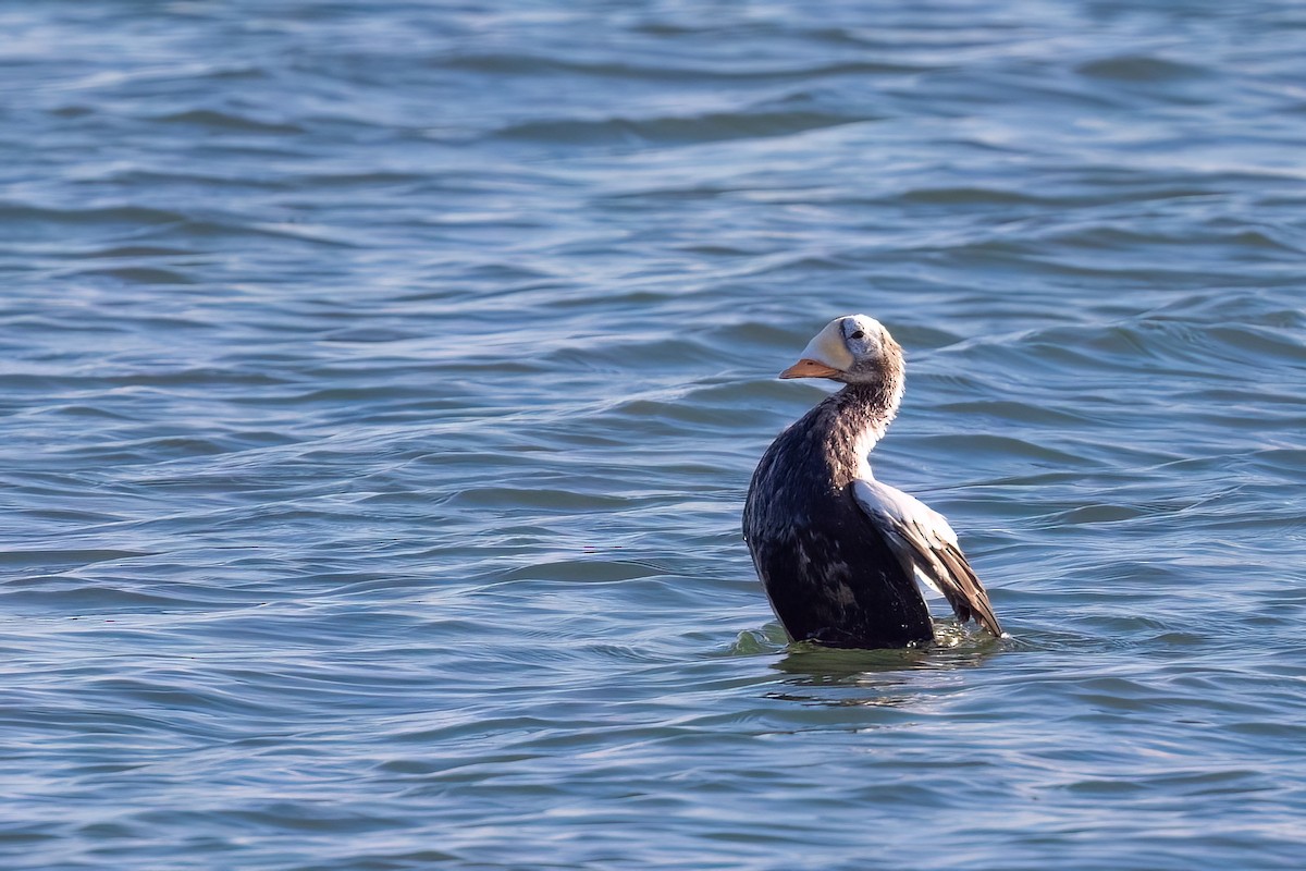 Spectacled Eider - ML644937169