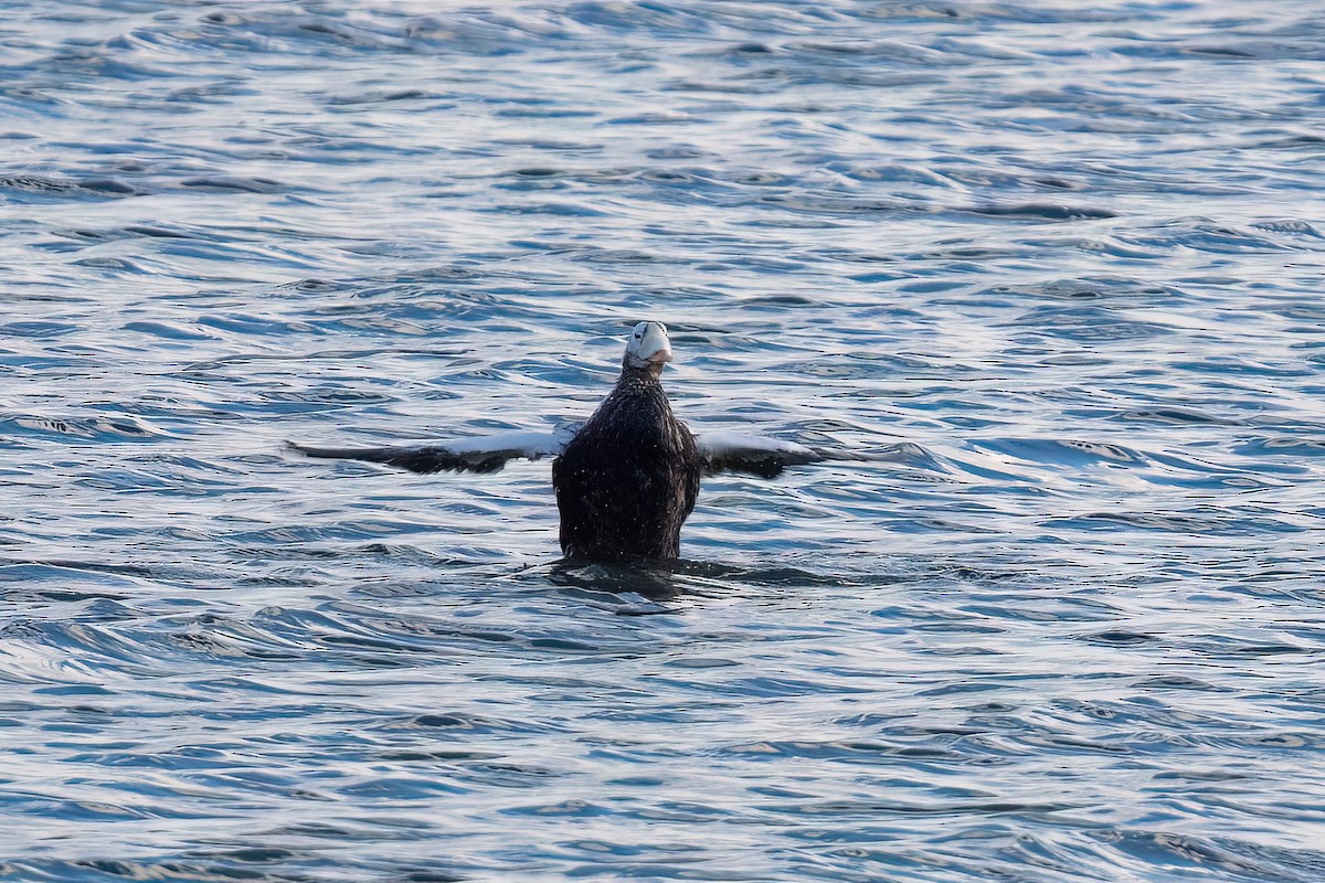 Spectacled Eider - ML644937170