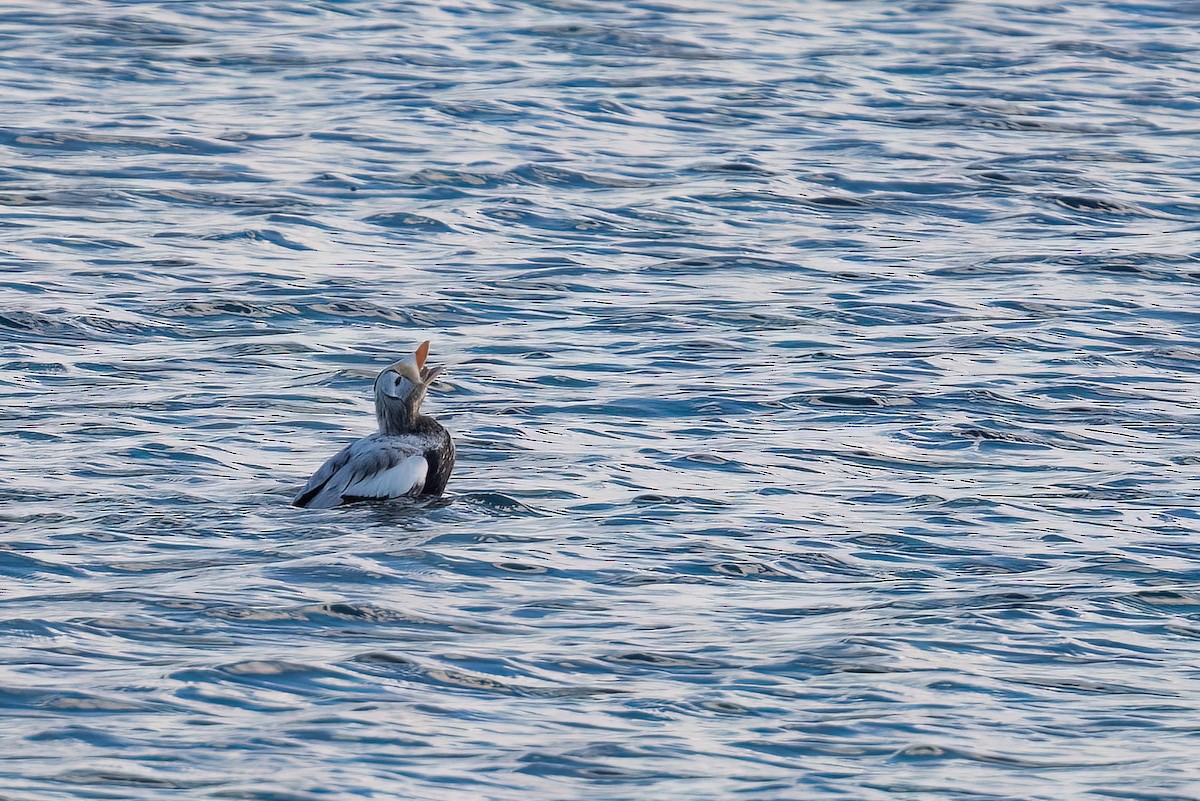 Spectacled Eider - ML644937171