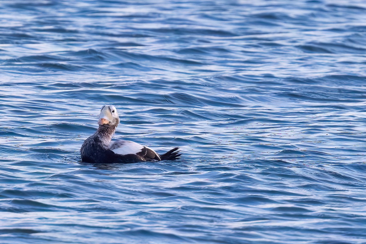 Spectacled Eider - ML644937172