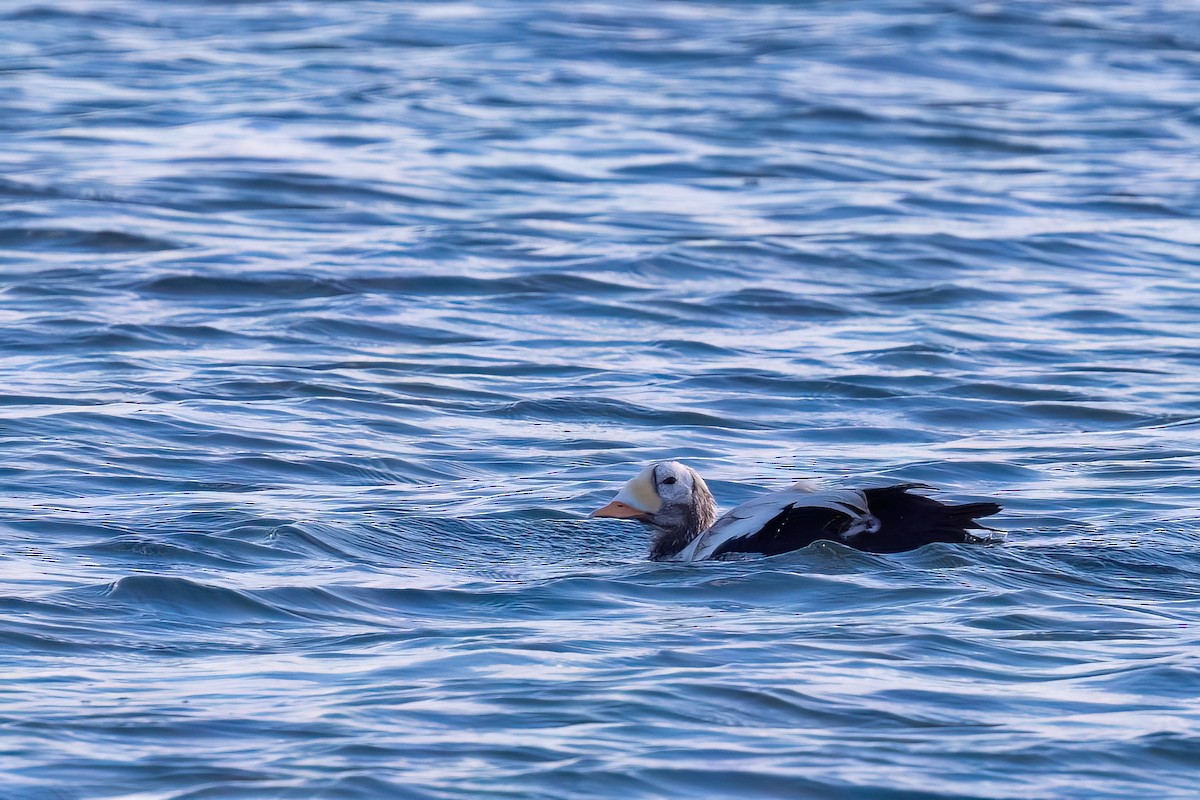 Spectacled Eider - ML644937173