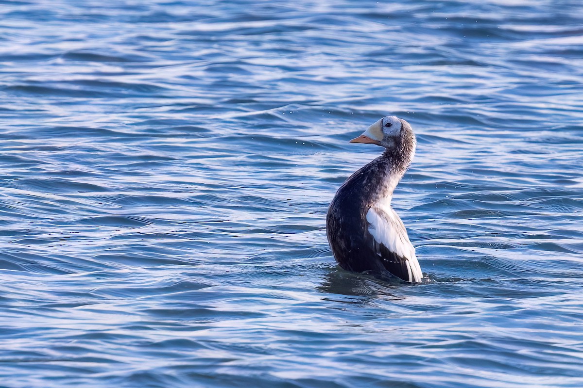 Spectacled Eider - ML644937174