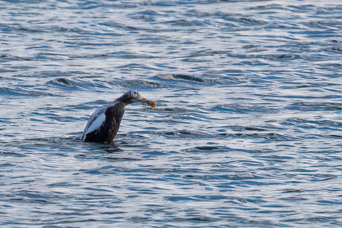 Spectacled Eider - ML644937175
