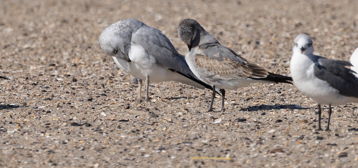 Laughing Gull - ML644937176