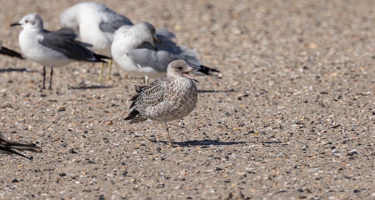Laughing Gull - ML644937177