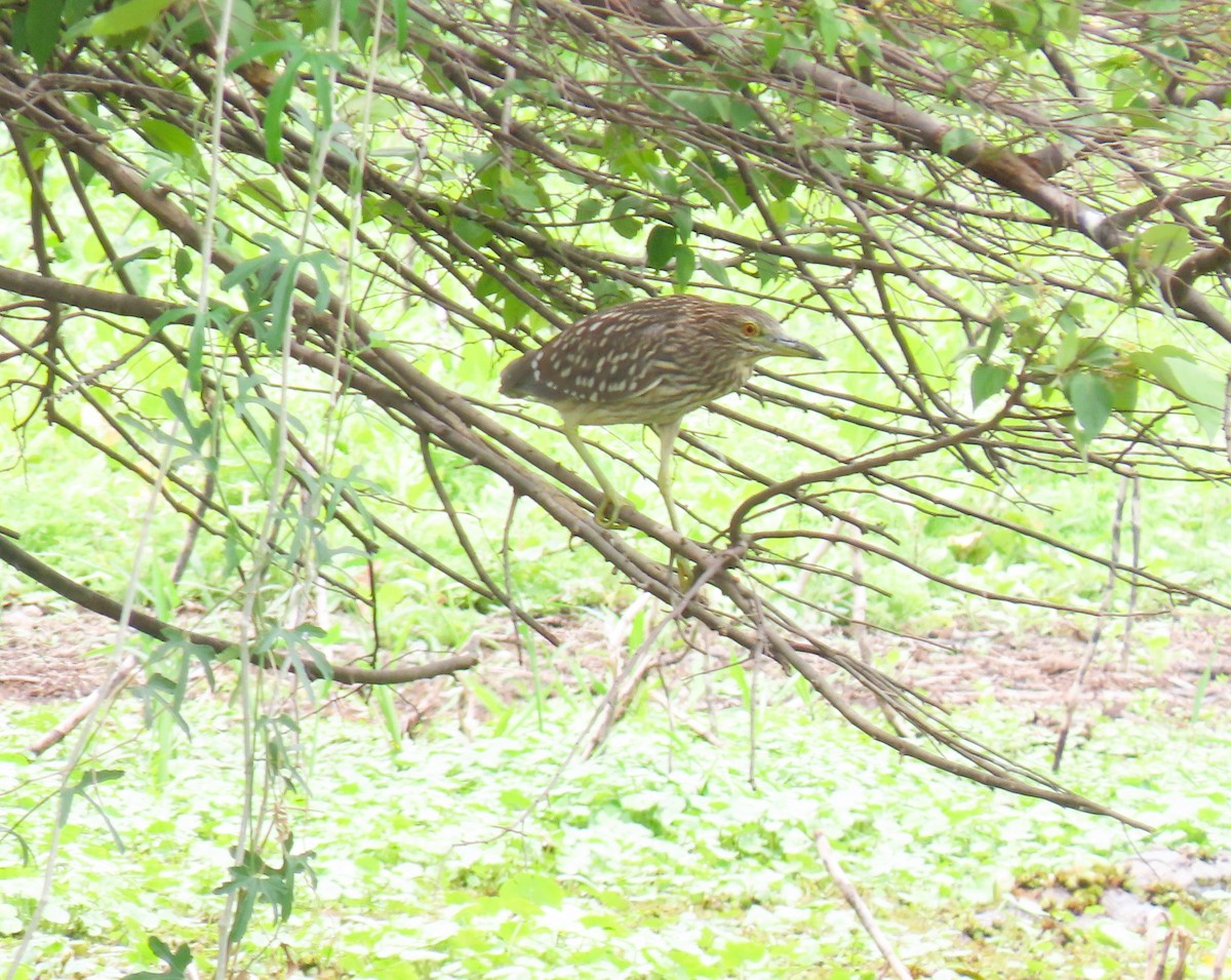 Black-crowned Night Heron - ML644937178