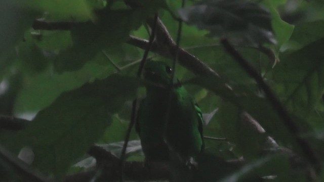 Yeşil Genişgaga - ML644937197