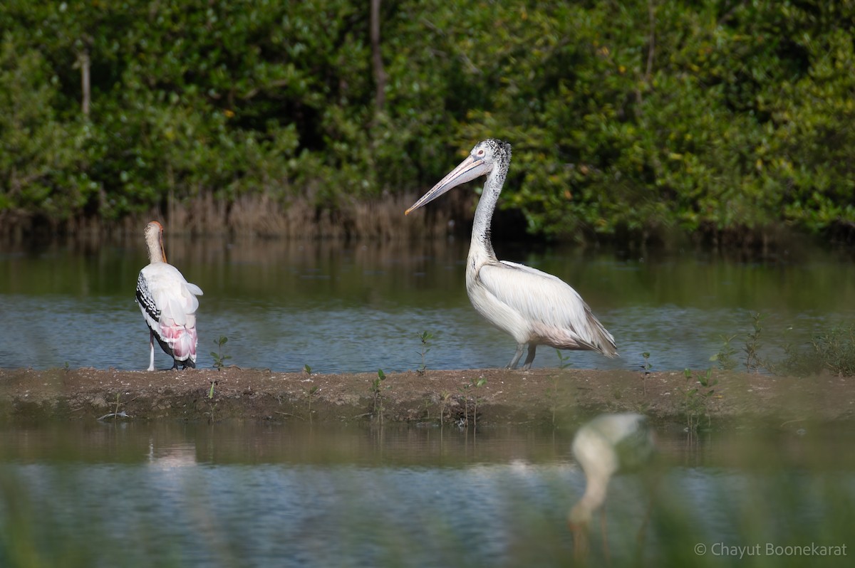 Pelícano Oriental - ML644937202