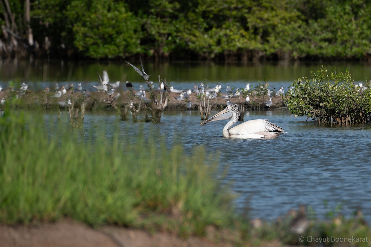 Pelícano Oriental - ML644937203
