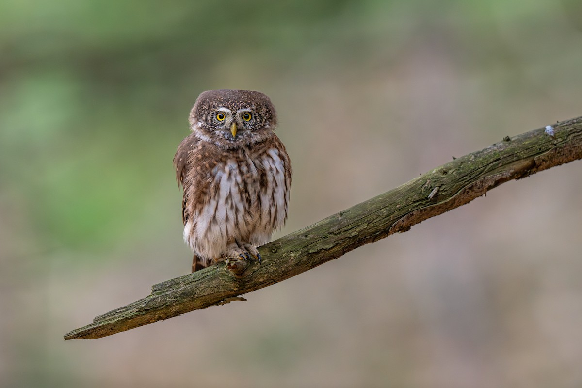 Eurasian Pygmy-Owl - ML644937496