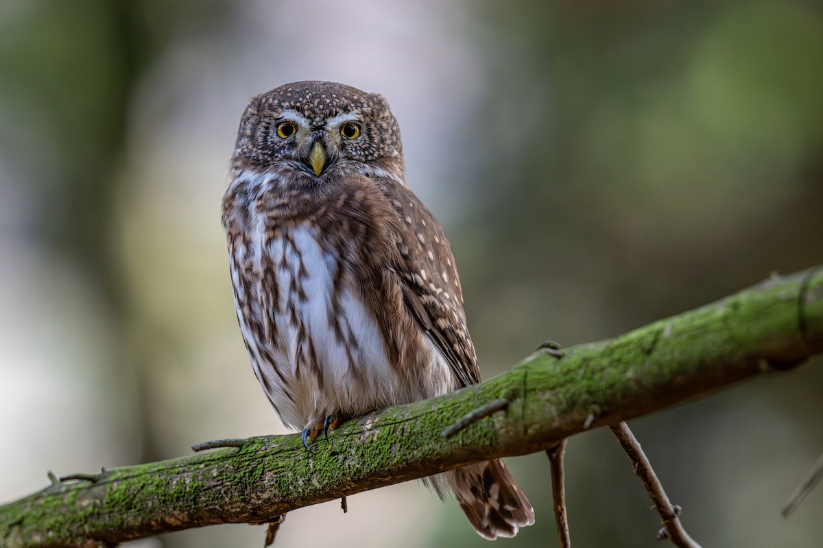 Eurasian Pygmy-Owl - ML644937497
