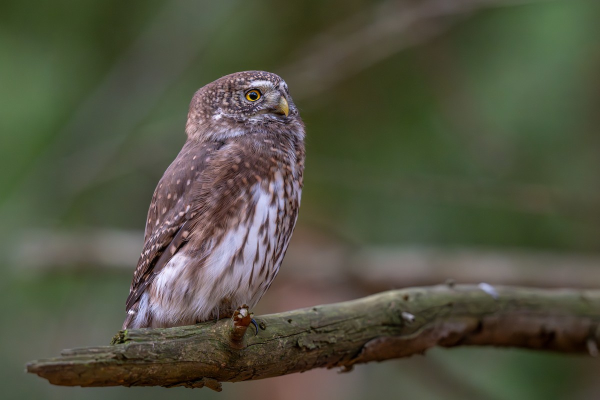 Eurasian Pygmy-Owl - ML644937498