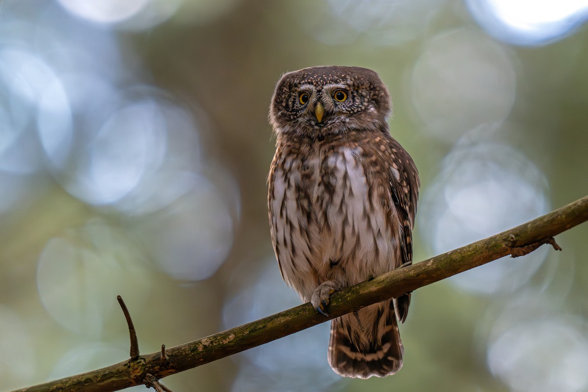 Eurasian Pygmy-Owl - ML644937499