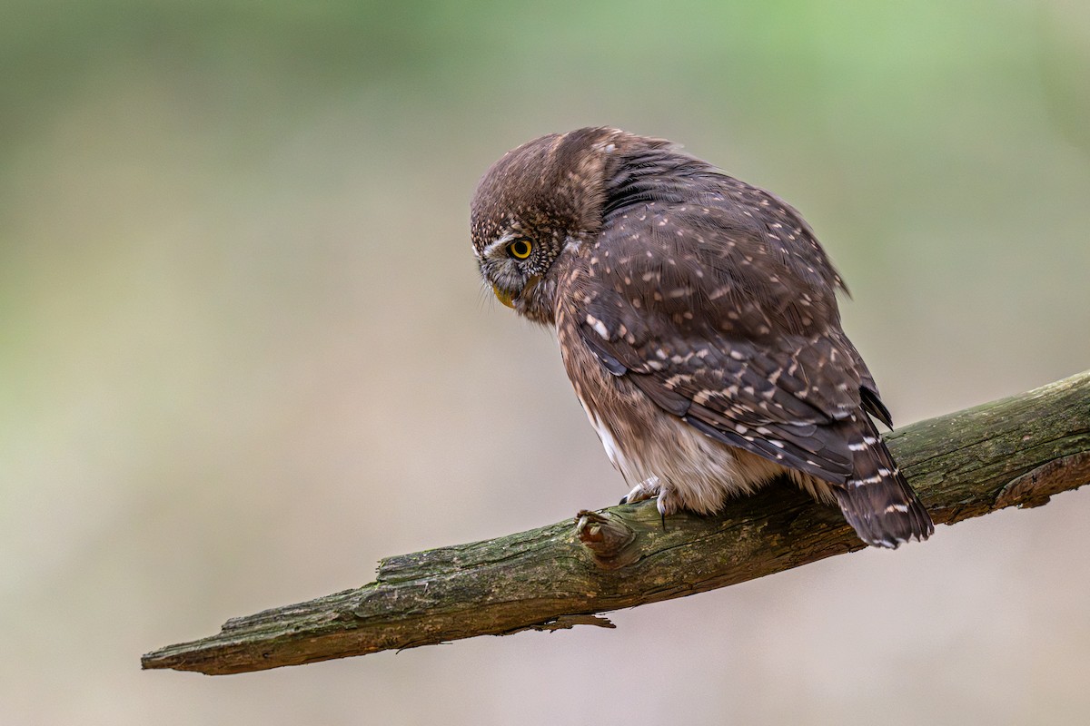 Eurasian Pygmy-Owl - ML644937500