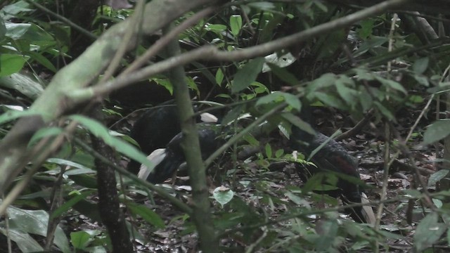 Malay Mavi İbikli Sülünü - ML644937505