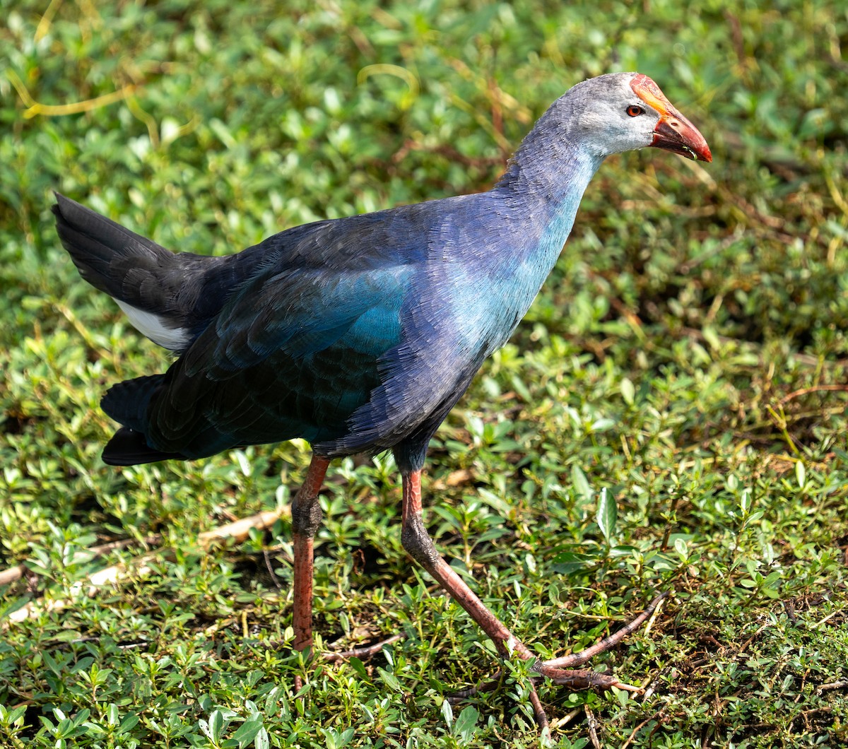 Gray-headed Swamphen - ML644937536