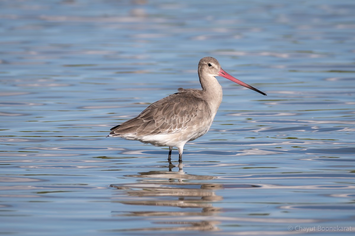 Black-tailed Godwit - ML644937542