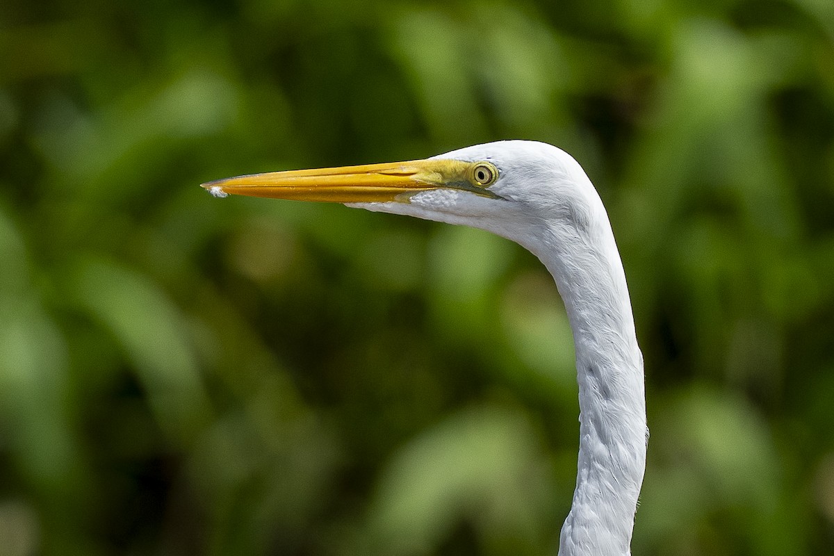 Great Egret - ML644937543