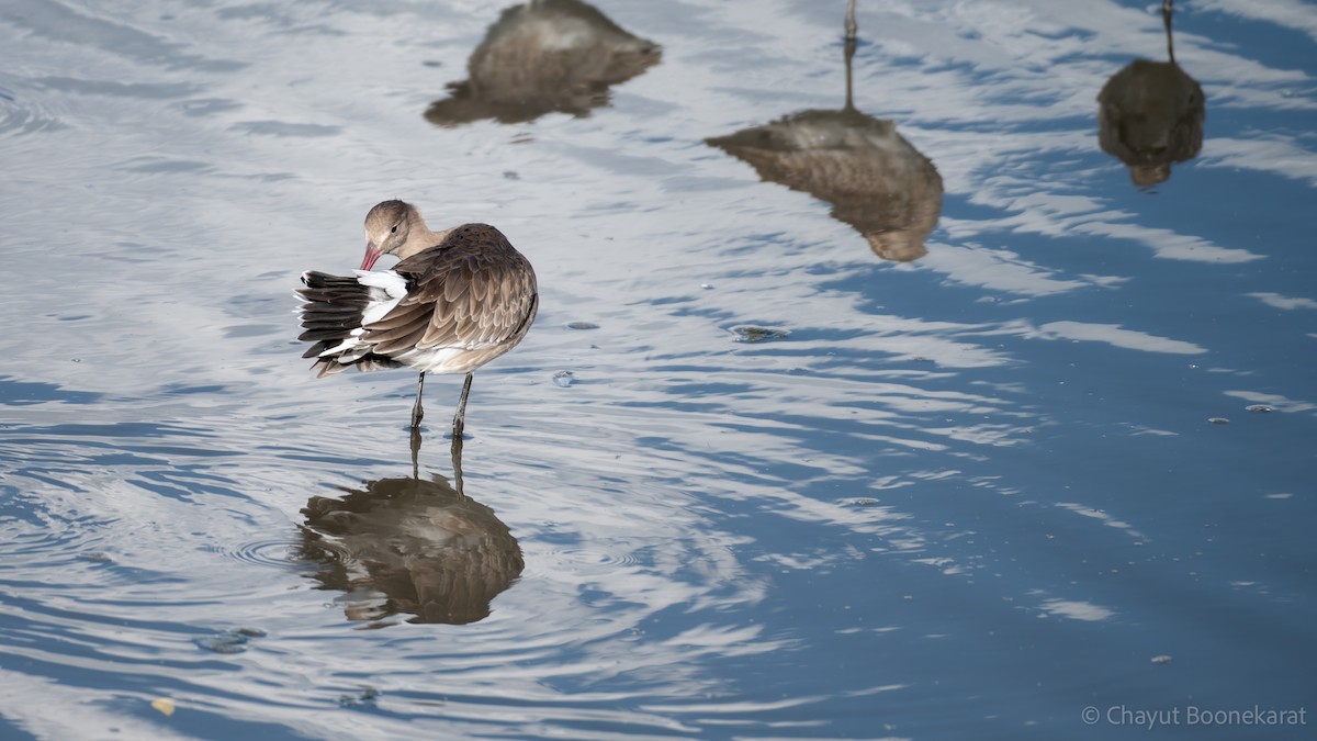 Black-tailed Godwit - ML644937544