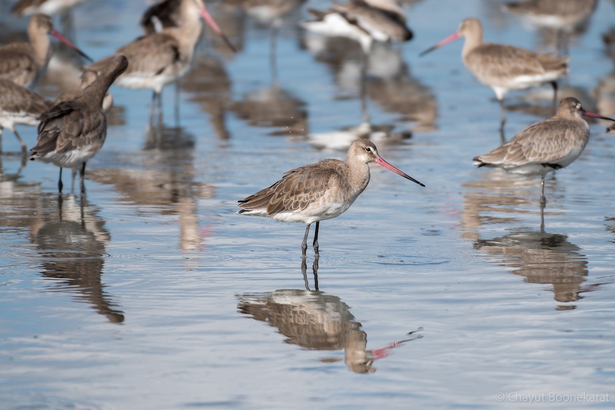 Black-tailed Godwit - ML644937545
