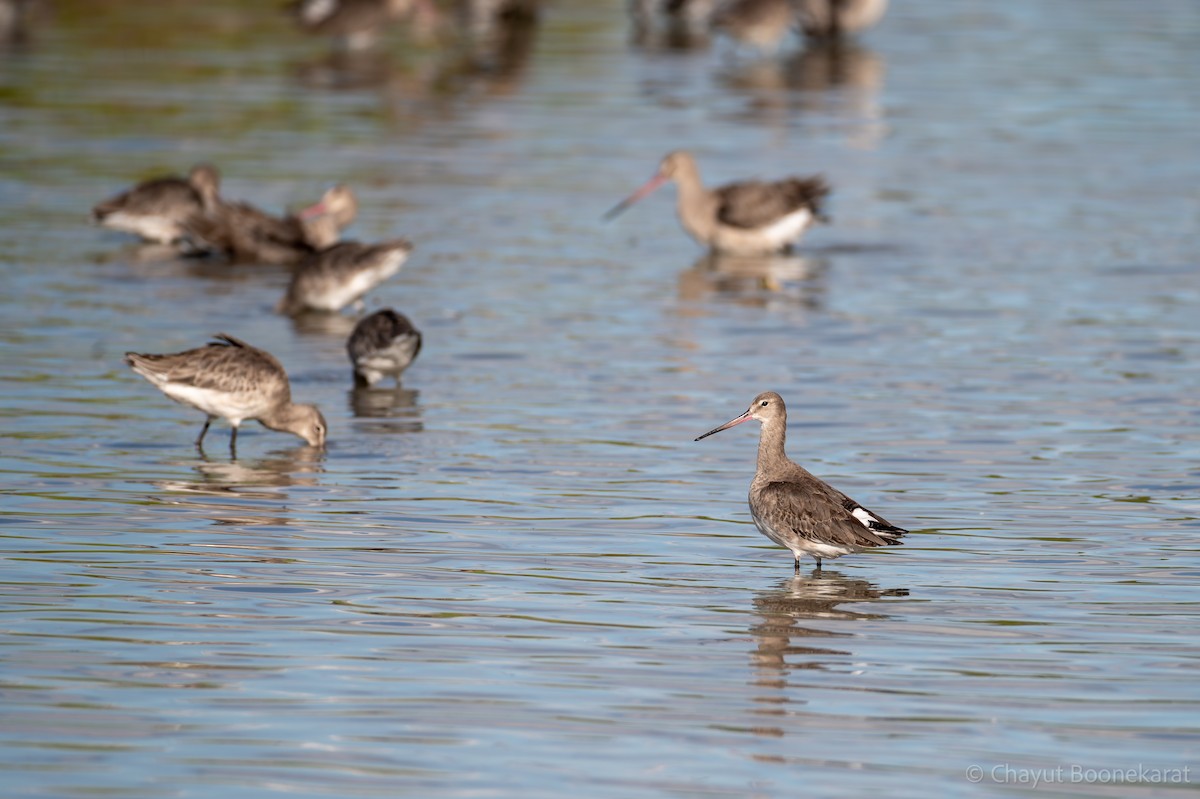 Black-tailed Godwit - ML644937547