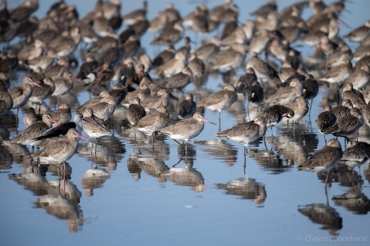 Black-tailed Godwit - ML644937548