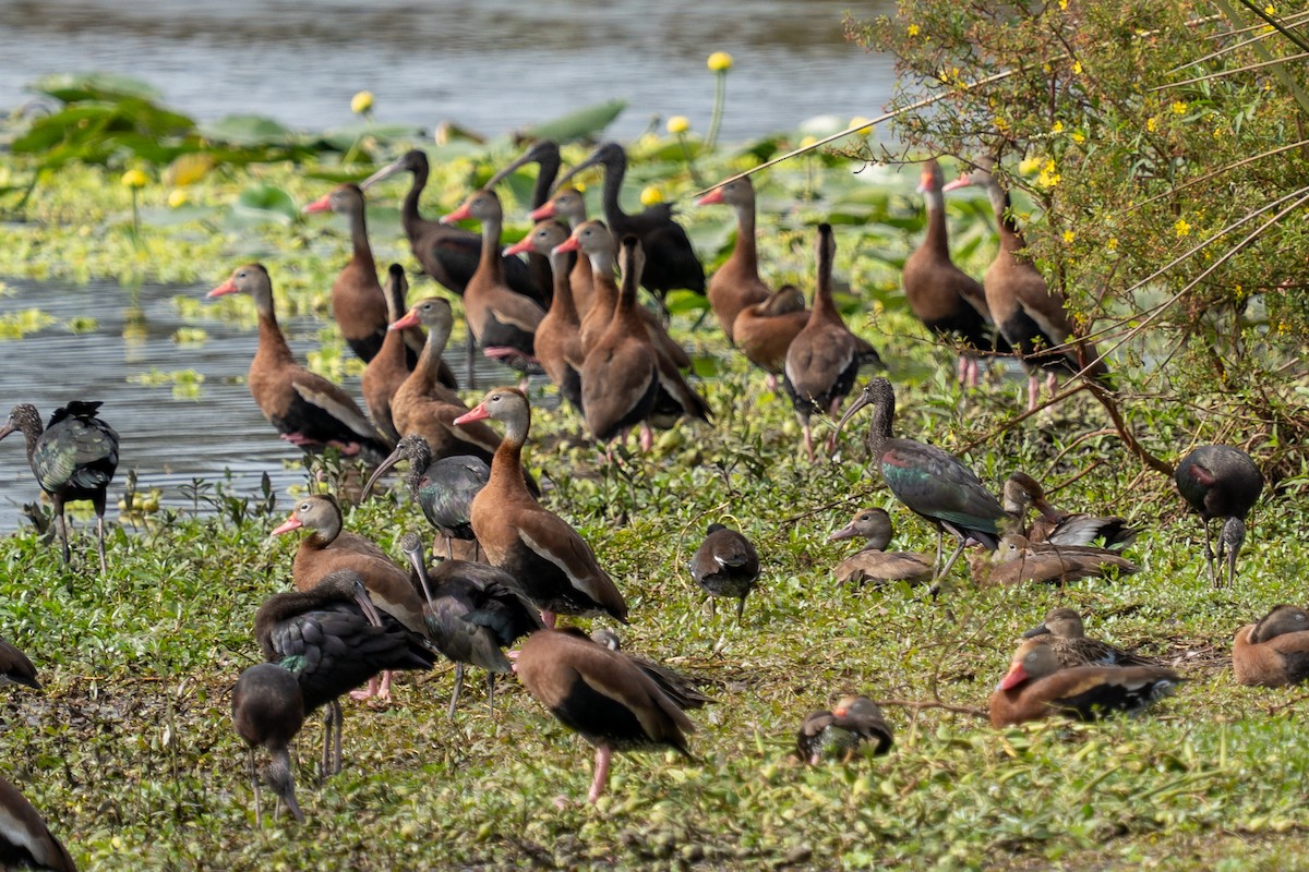 Black-bellied Whistling-Duck - ML644937550