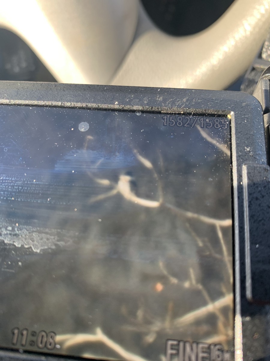 Belted Kingfisher - ML644937557