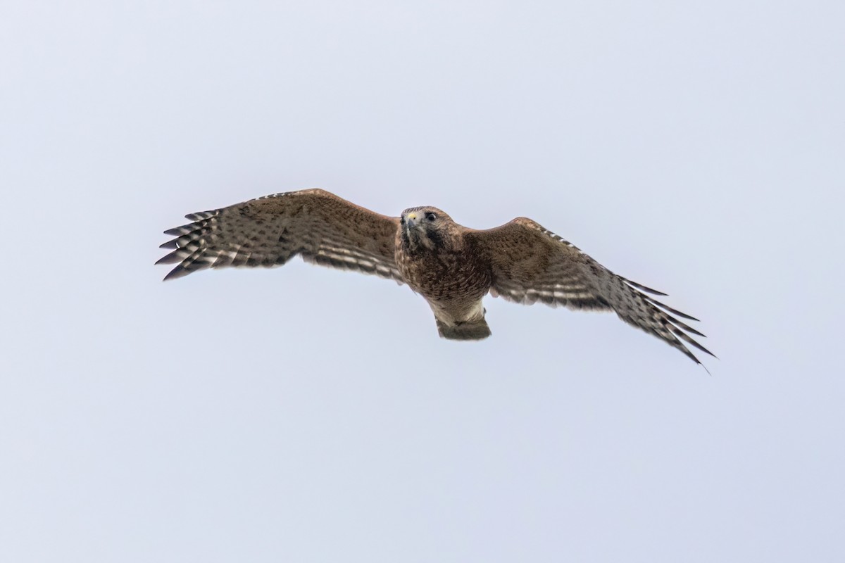 Red-shouldered Hawk - ML644937563