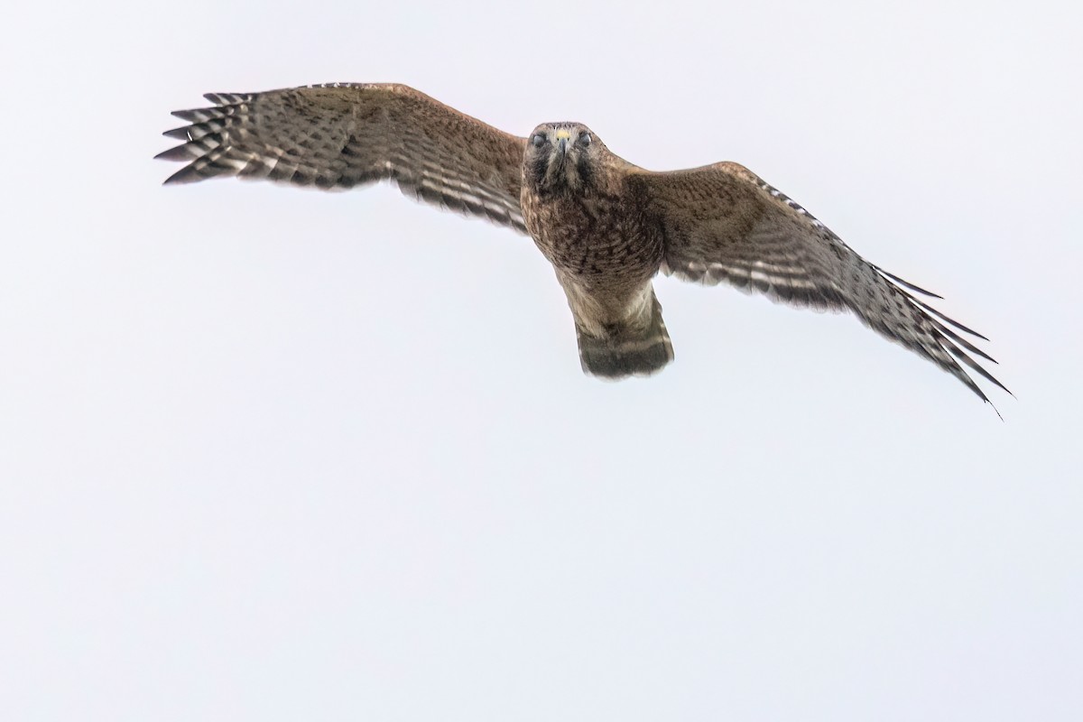 Red-shouldered Hawk - ML644937564