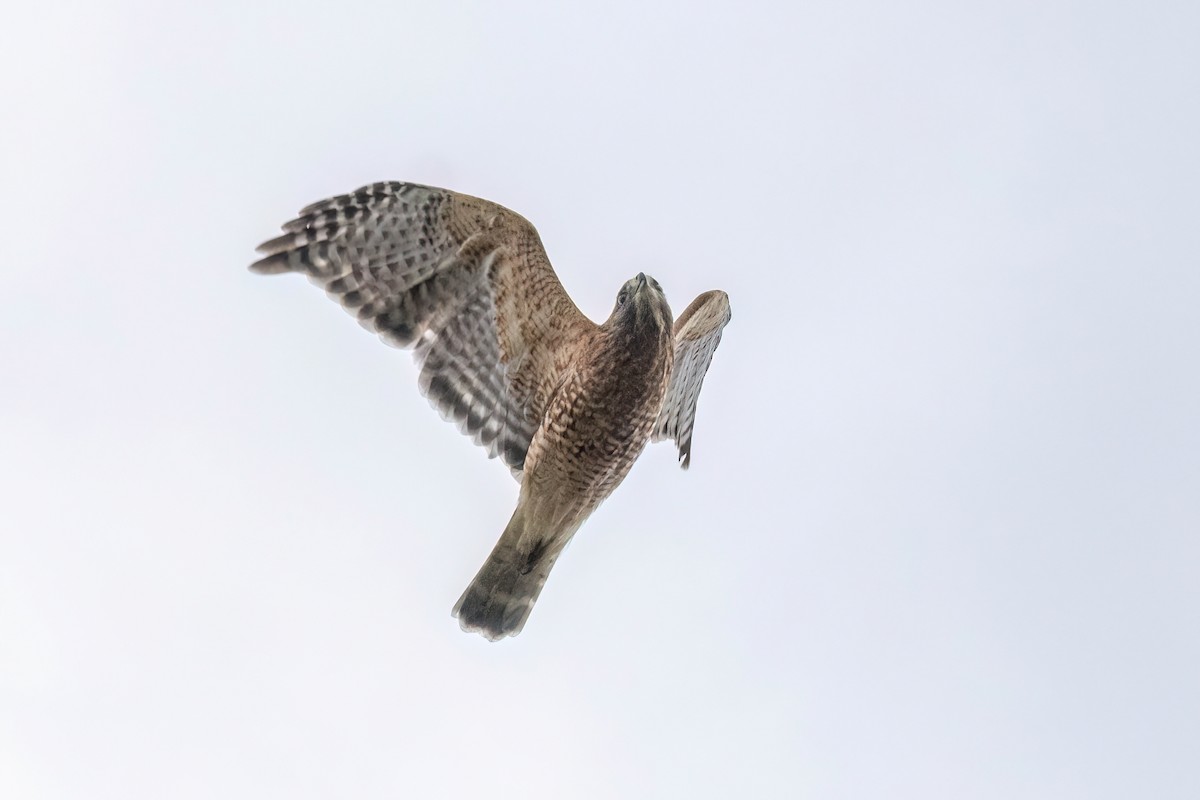 Red-shouldered Hawk - ML644937565