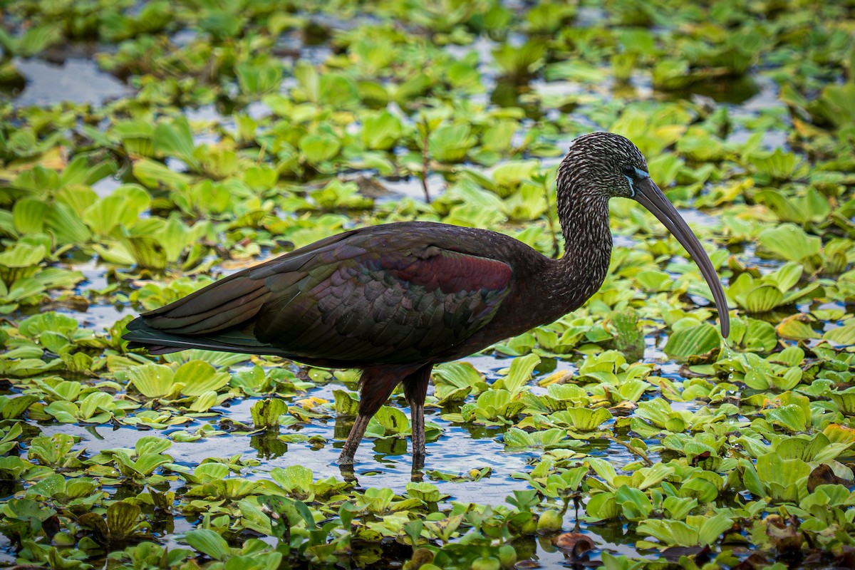Glossy Ibis - ML644937568