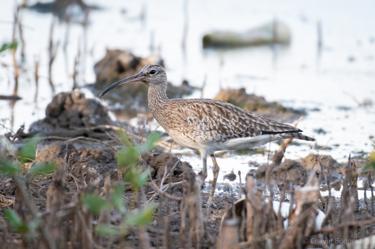 Eurasian Whimbrel - ML644937569