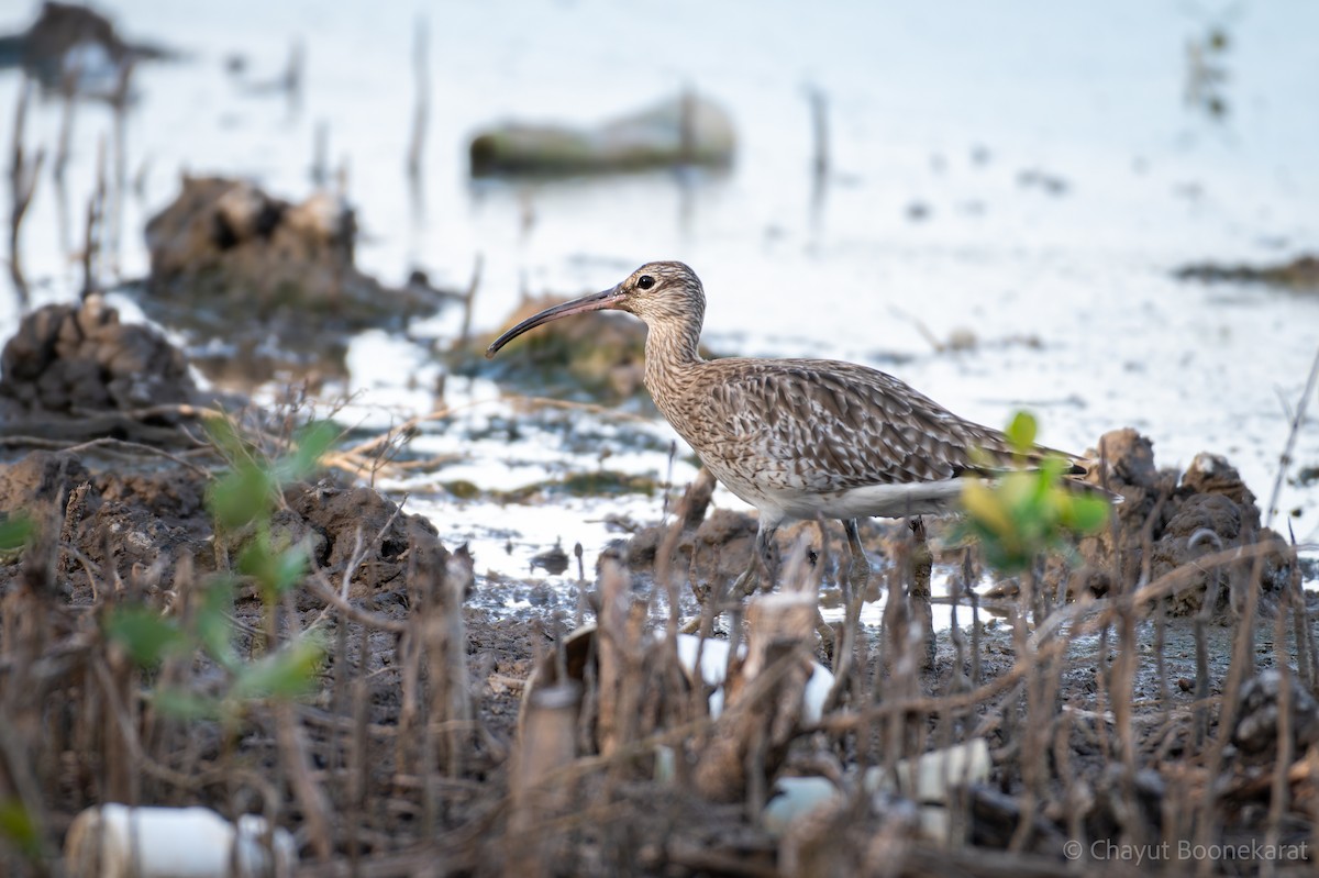 Eurasian Whimbrel - ML644937570